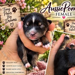 Macie - Tri-colored female Pomeranian puppy in Lakeport, California from Akins Aussies/Wild Rose Ranch