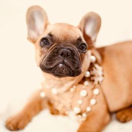 French Bulldog Puppies from Dior Dogs
