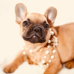 French Bulldog Puppies from Dior Dogs