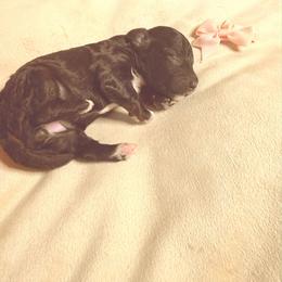 Delila - Black female Goldendoodle puppy in Newark, New Jersey from Westmorelandislandpups