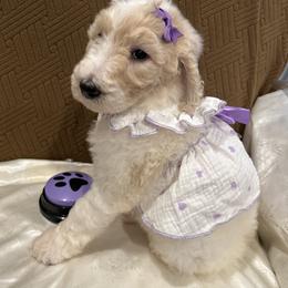 Sienna - Parti female Poodle puppy in Mobile, Alabama from Semmy’s Standard Poodle LLC