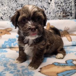 Boy 2 - Chocolate male Havanese puppy in Deer Park, Washington from Mt. Top Havanese