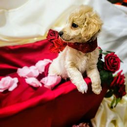 Maltipoo Puppies from Cupcake Cuties