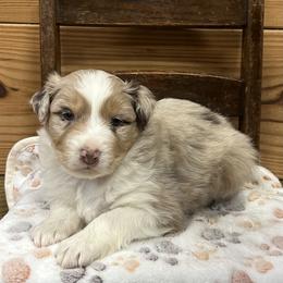 Teal Collar Boy - Red merle male Australian Shepherd puppy in Van Wert, Ohio from Northwest Ohio Aussies