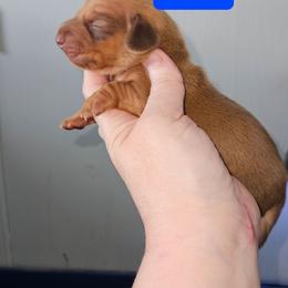 Boy 2 - Red male Dachshund puppy in Lansing, Michigan from Black Thunder 517 Cane Corso and Dachshunds and frenchies