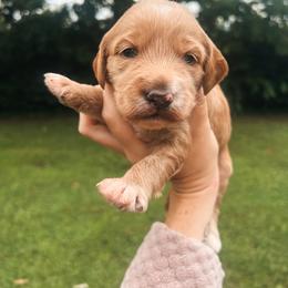 Tan Boy - Red  male Goldendoodle puppy in Richmond, Kentucky from The Doting Doodle