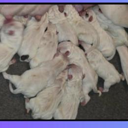 Boy 1 - male American Bulldog puppy in Three Rivers, Michigan from Jemms Kennels