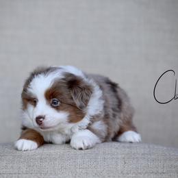 Galaxy - Red merle male Toy Australian Shepherd puppy in Prague, Oklahoma from Clay Creek Aussies