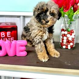 Aussiedoodle and Miniature Schnauzer Puppies from Southern Paws Kennels