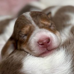 Glinda - Dapple female Dachshund puppy in Fayetteville, West Virginia from Loop Creek Dachshunds