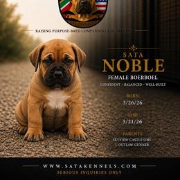 Noble (grey) - Fawn female Boerboel puppy in Delta, Colorado from SATA Kennels