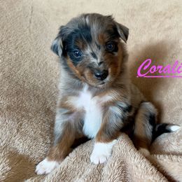 Coraline - Blue merle female Australian Shepherd puppy in Dartmouth, Massachusetts from Tails of an Ausshole