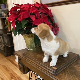 Pembroke Welsh Corgi Puppies from Whistling Wind Corgi’s