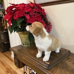 Pembroke Welsh Corgi Puppies from Whistling Wind Corgi’s