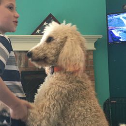 Cherry Bomb - Goldendoodle