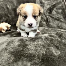 Roscoe - Sable male Pembroke Welsh Corgi puppy in Millsap, Texas from Punchy Pembroke Ranch