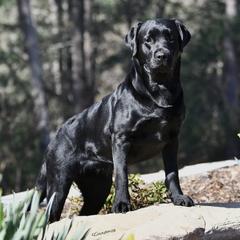 Charlie Girl - Labrador Retriever