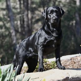 Charlie Girl - Labrador Retriever