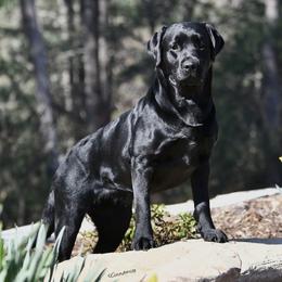 Charlie Girl - Labrador Retriever