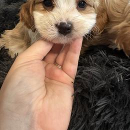 Caspian - Blenheim male Cavapoo puppy in Osseo, Michigan from Smiths Fluffy butts