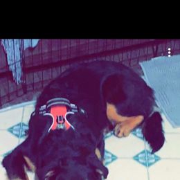 Australian Shepherd and Pomeranian All Grown Up from Willamette Valley Aussies