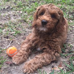Australian Labradoodle Puppies from Mountain Sky Doodles