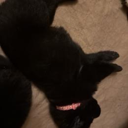 Pink collar girl - Bi-color female German Shepherd puppy in Centralia, Illinois from Janices AKC German Sheperds LLC
