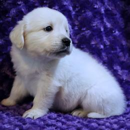 6th Pick Male-Picks done when puppies are 6-7 weeks - Light golden male Golden Retriever puppy in Pasadena, Maryland from Promise Land