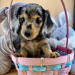 Dachshund Puppies from Dachshund Family Love Breeders