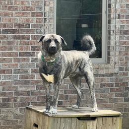 Anatolian Shepherd Dog All Grown Up from Swan Falls Farm