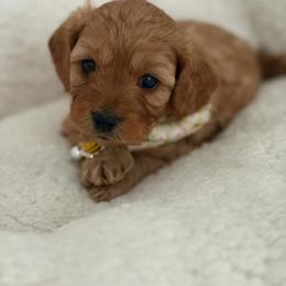 Poo Bear - Apricot male Cavapoo puppy in Wanette, Oklahoma from Christina Kolovos