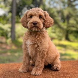 Hank - Caramel male Australian Labradoodle puppy in Hartshorne, Oklahoma from Jena Edmond