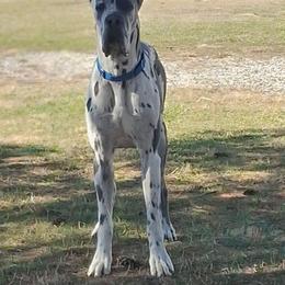 Venom - Great Dane