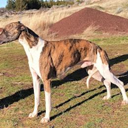 Ivanka - Whippet