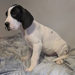 Larissa - Black and white female Great Dane puppy in Bay City, Michigan from Monarch Danes