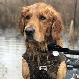 Golden Retrievers from Goldmine Retrievers ( 6 male pups available 7-9-23)