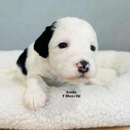 Acadia- Female Reservation 9 - White female Sheepadoodle puppy in Spokane, Washington from Downriver Doodles