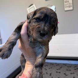 Indigo Bunting, pink - Blue merle female Aussiedoodle puppy in Grand Haven, Michigan from Happy Hippy Doodles