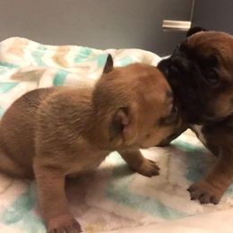 French Bulldog Puppies from Von Bales French Bulldogs