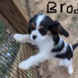 Brody - Tri-color male Cavalier King Charles Spaniel puppy in Chattanooga, Tennessee from Oodles of Cuties!
