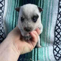 Boy 2 - Blue speckled male Australian Cattle Dog puppy in Cottage Grove, Oregon from Heirloom Ranch