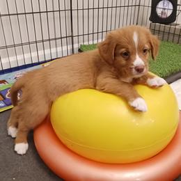 Nova Scotia Duck Tolling Retriever Puppies from Red Hill Tollers