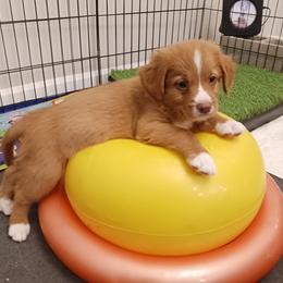 Nova Scotia Duck Tolling Retriever Puppies from Red Hill Tollers