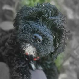 Red collar - Black female Whoodle puppy in O'neill, Nebraska from Willowdale Doodles