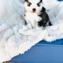 Binky - Black and white female Pomsky puppy in Yavapai County, Arizona from Pawsh Pomskies