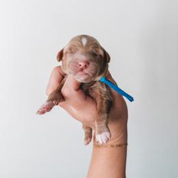 Simon (Blue Collar) - Red  male Goldendoodle puppy in Beaverton, Oregon from Henry Elliots