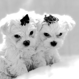 Maltese Puppies from Rockin Rivers AKC Maltese & Malshi's