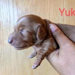 Dachshund and French Bulldog Puppies from Ferguson's Bulldogs