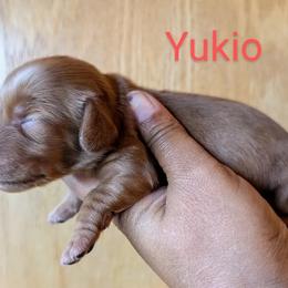 Dachshund and French Bulldog Puppies from Ferguson's Bulldogs