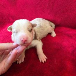 Red Merle Boy 2 - Red merle male Border Collie puppy in Ripley, Oklahoma from Adventure5 Border Collies